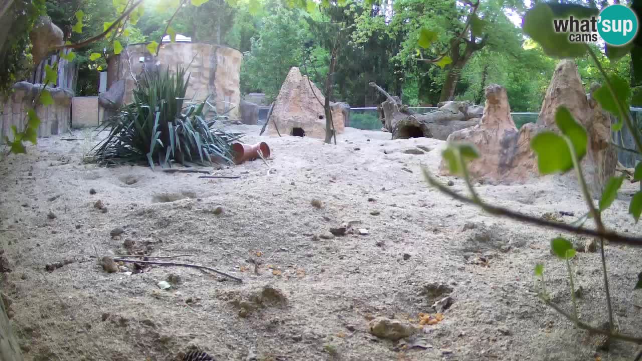 Zoo Ljubljana – Meerkat (Suricata)