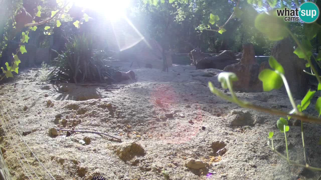 Webcam Zoo Ljubljana – Suricate