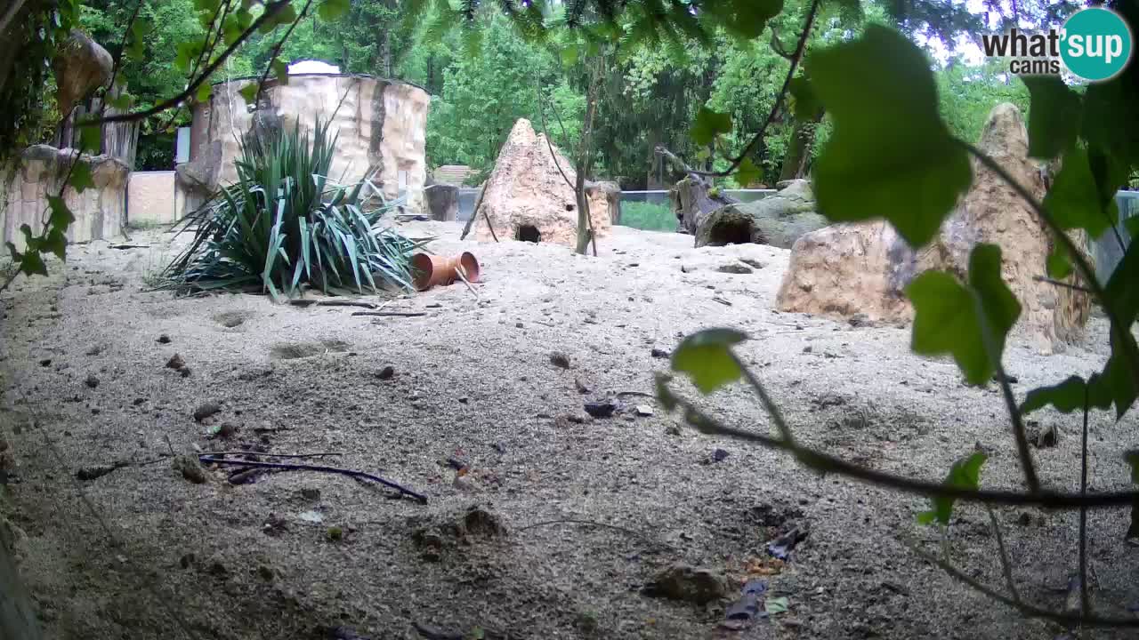 Web kamera Zoo Ljubljana – Merkat