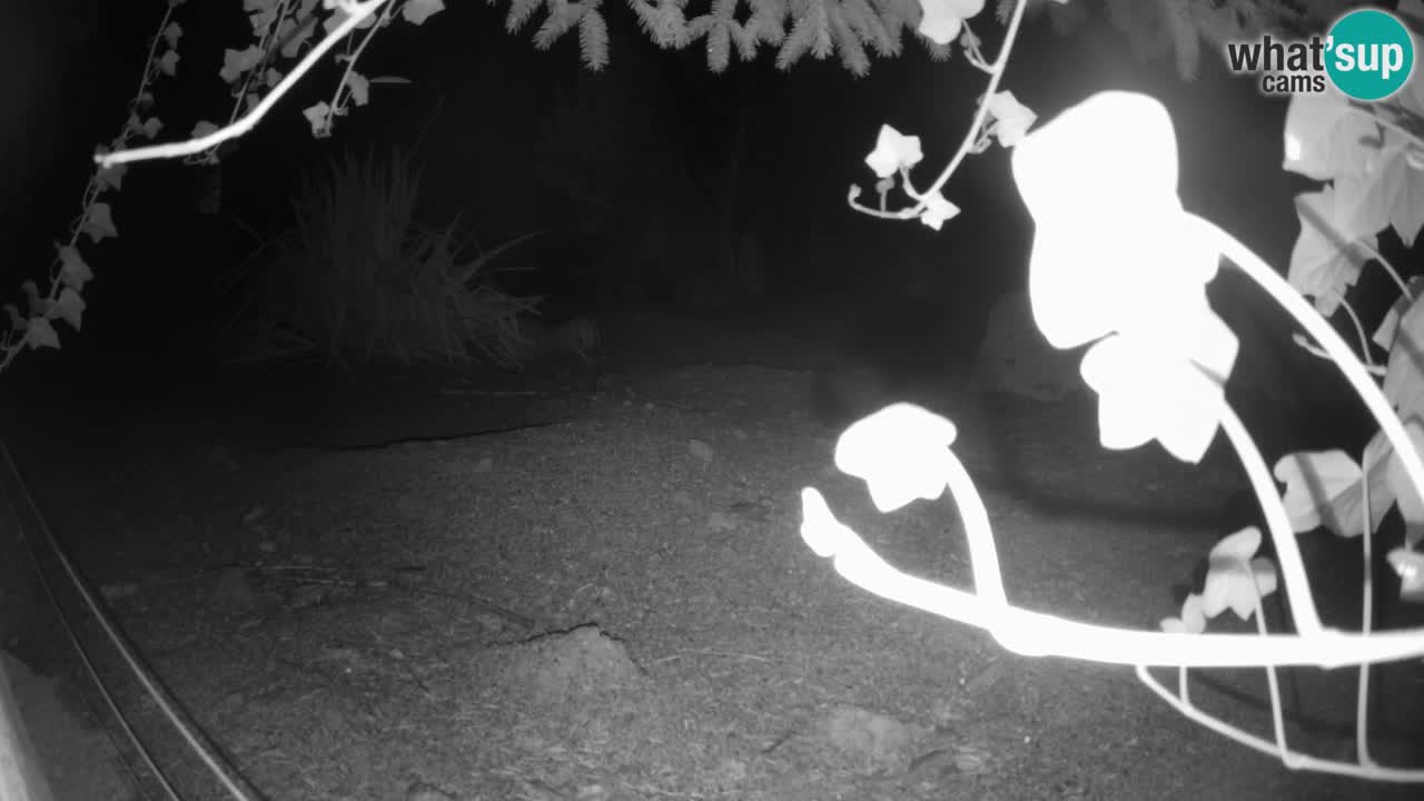 Webcam Zoo Ljubljana – Suricate