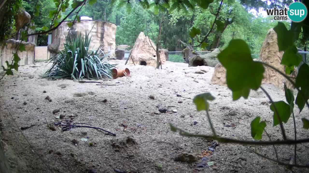 Web kamera Zoo Ljubljana – Merkat