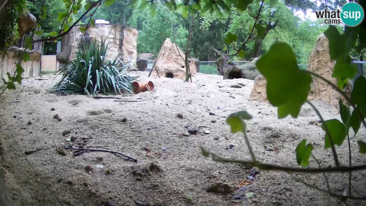 Webcam Zoo Ljubljana – Suricate