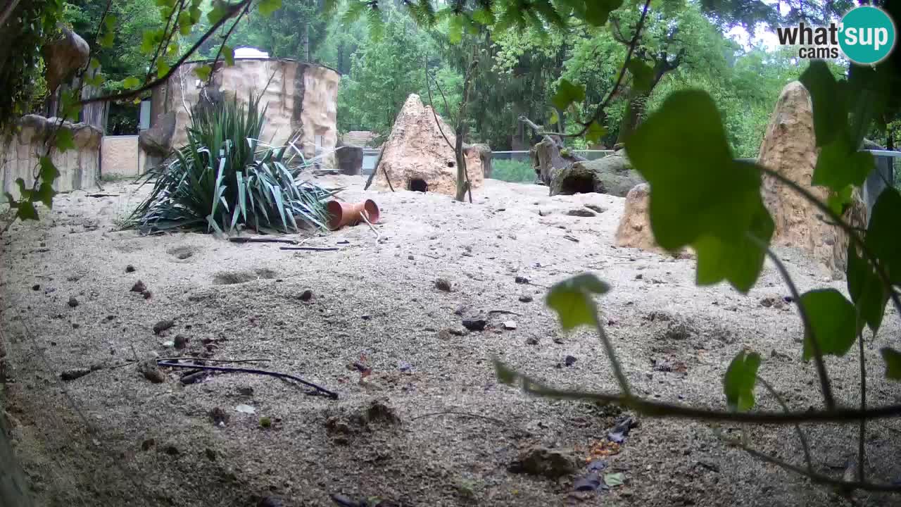 Web kamera Zoo Ljubljana – Merkat