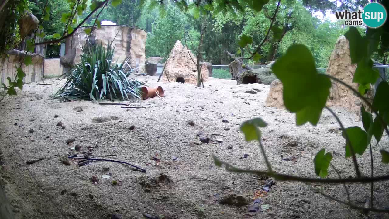 Web kamera Zoo Ljubljana – Merkat