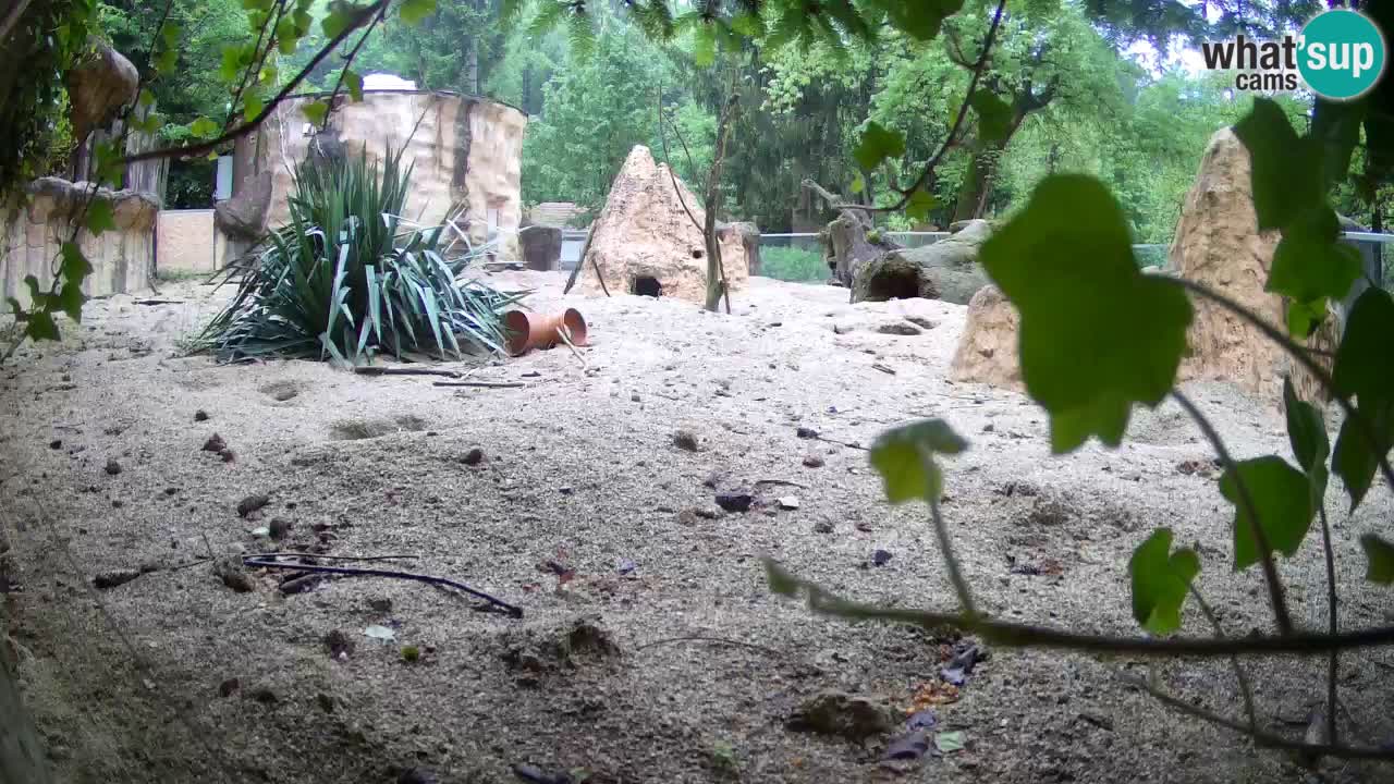 Zoo Ljubljana – Live webcam Meerkat (Suricata)
