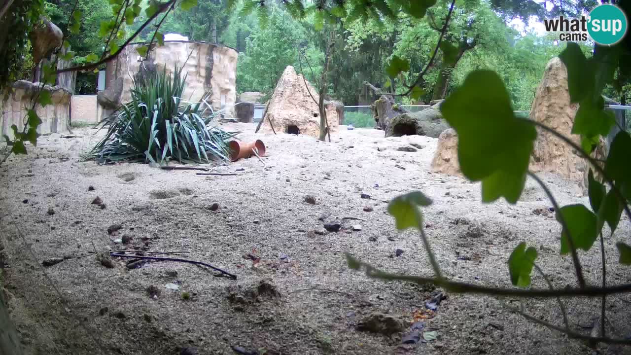 Live cam Zoo Ljubljana – Erdmännchen