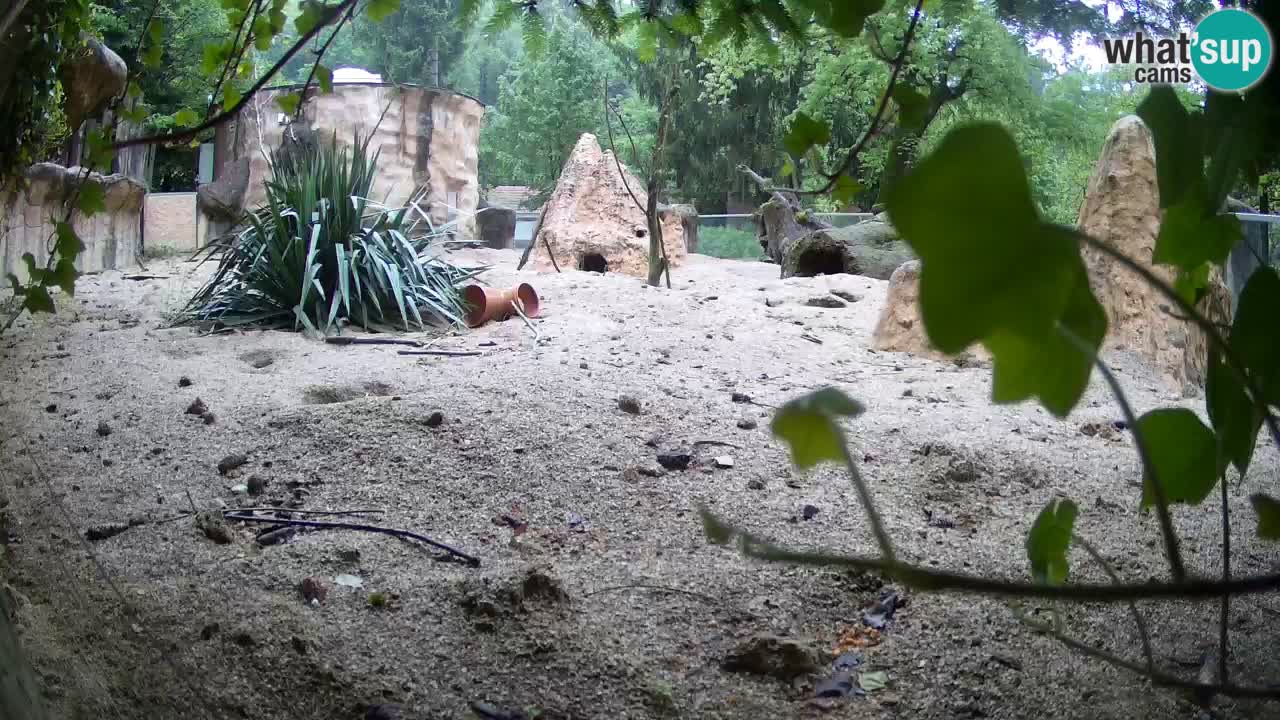 Webcam Zoo Ljubljana – Suricate