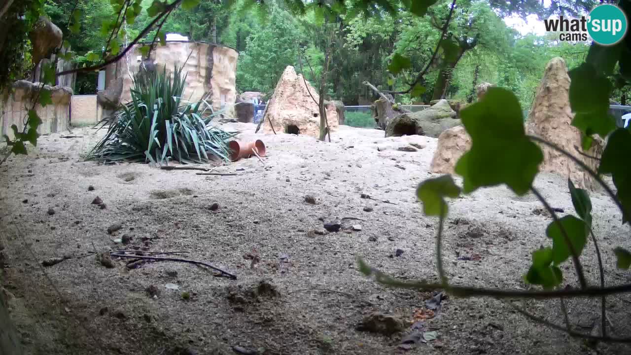 Live cam Zoo Ljubljana – Erdmännchen