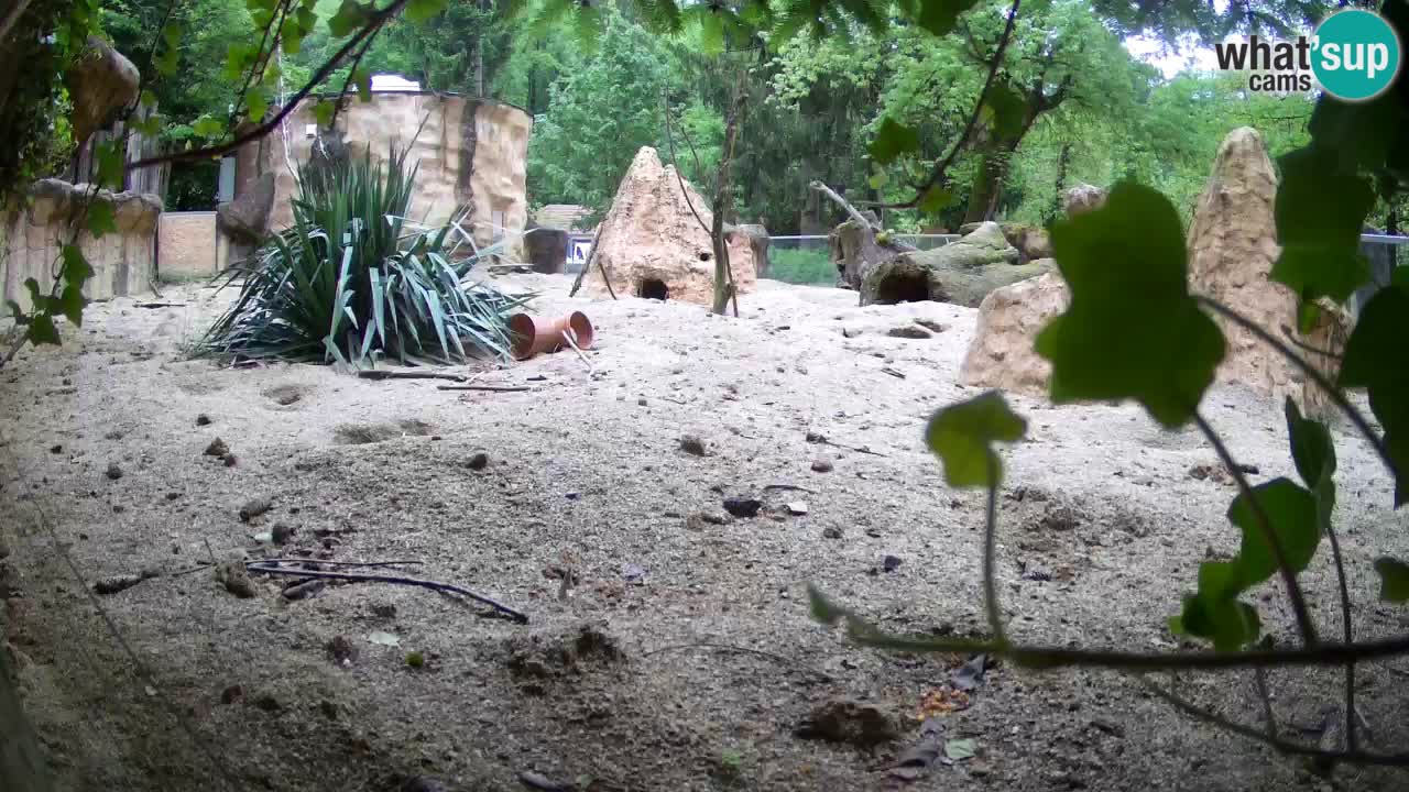Webcam live Zoo Ljubljana – Suricata