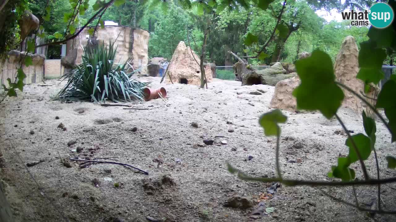 Web kamera Zoo Ljubljana – Merkat