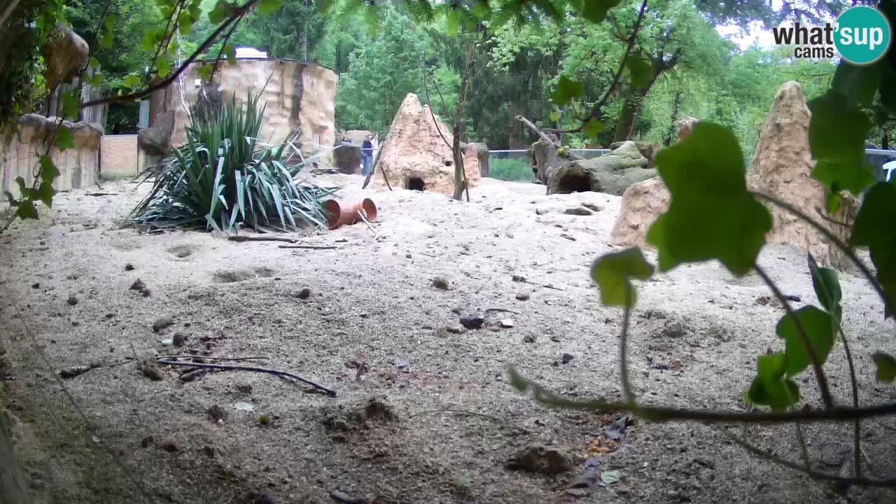Zoo Ljubljana – Live webcam Meerkat (Suricata)