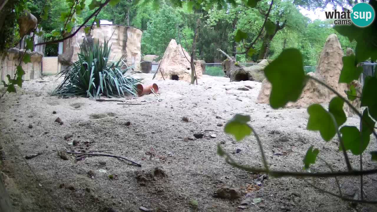 Webcam Zoo Ljubljana – Suricate