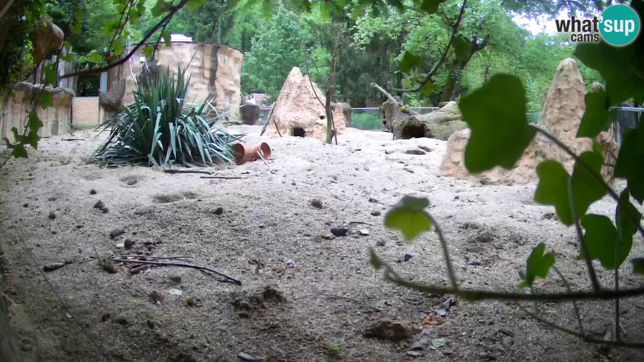 Web kamera Zoo Ljubljana – Merkat