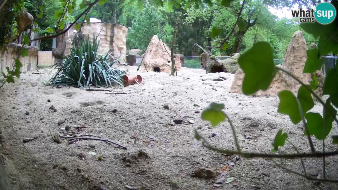 Web kamera Zoo Ljubljana – Merkat