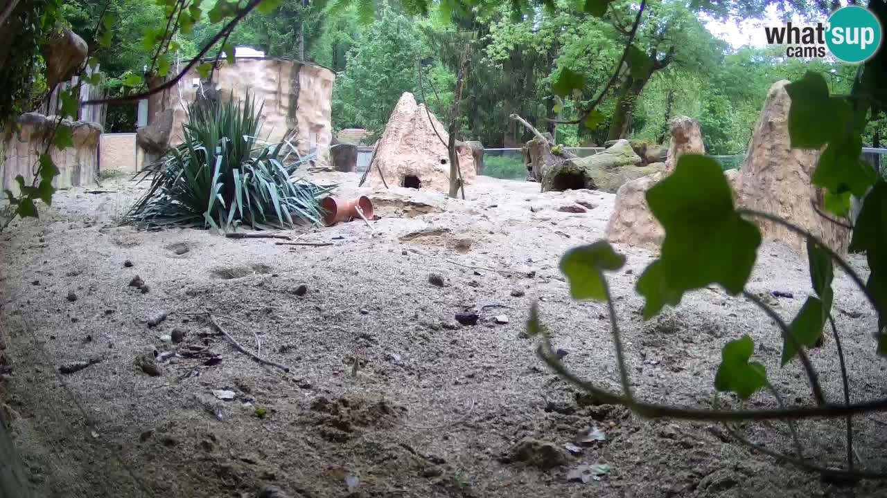 Live cam Zoo Ljubljana – Erdmännchen