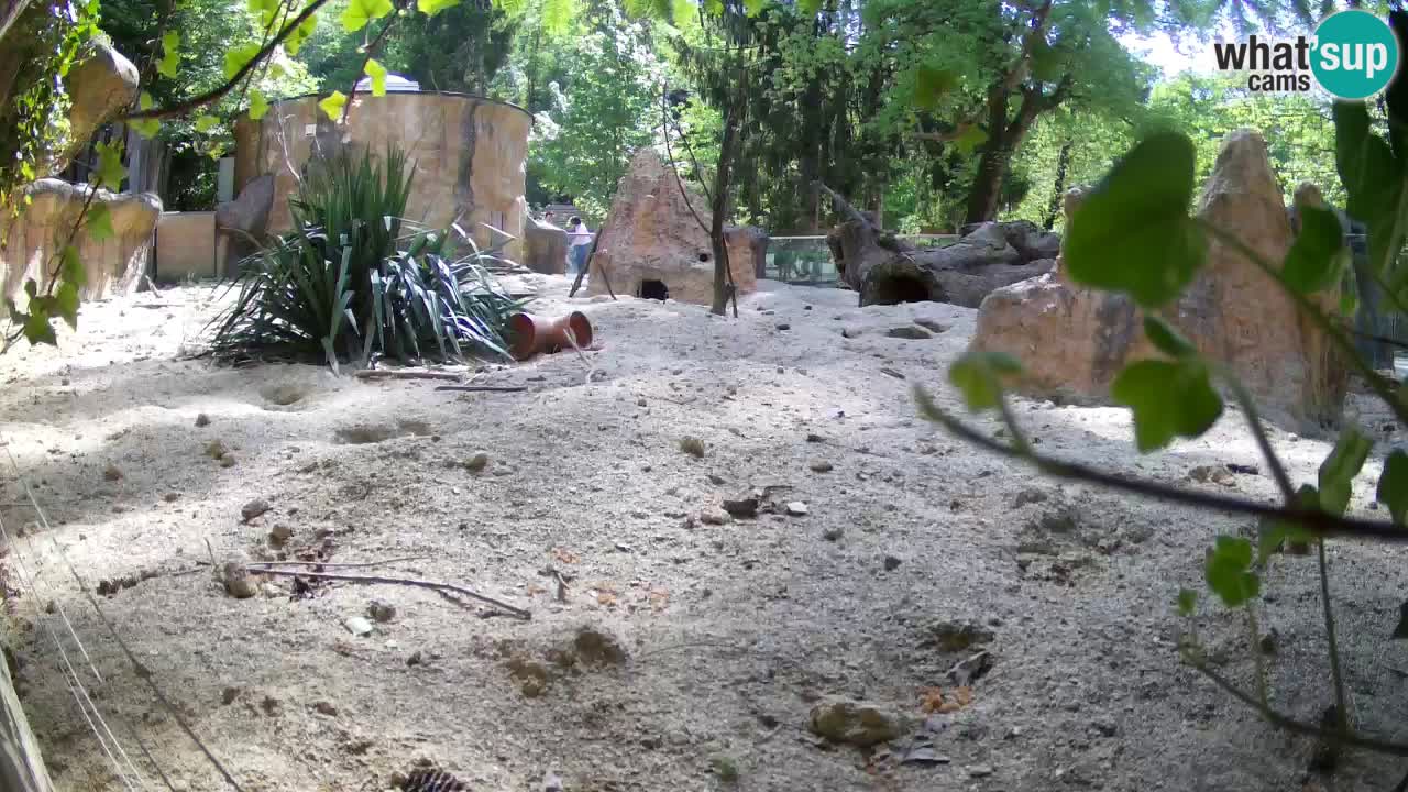 Webcam Zoo Ljubljana – Suricate
