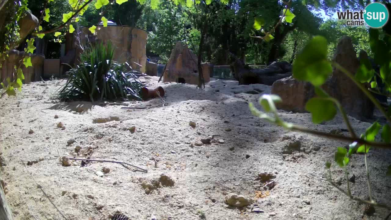 Live cam Zoo Ljubljana – Erdmännchen