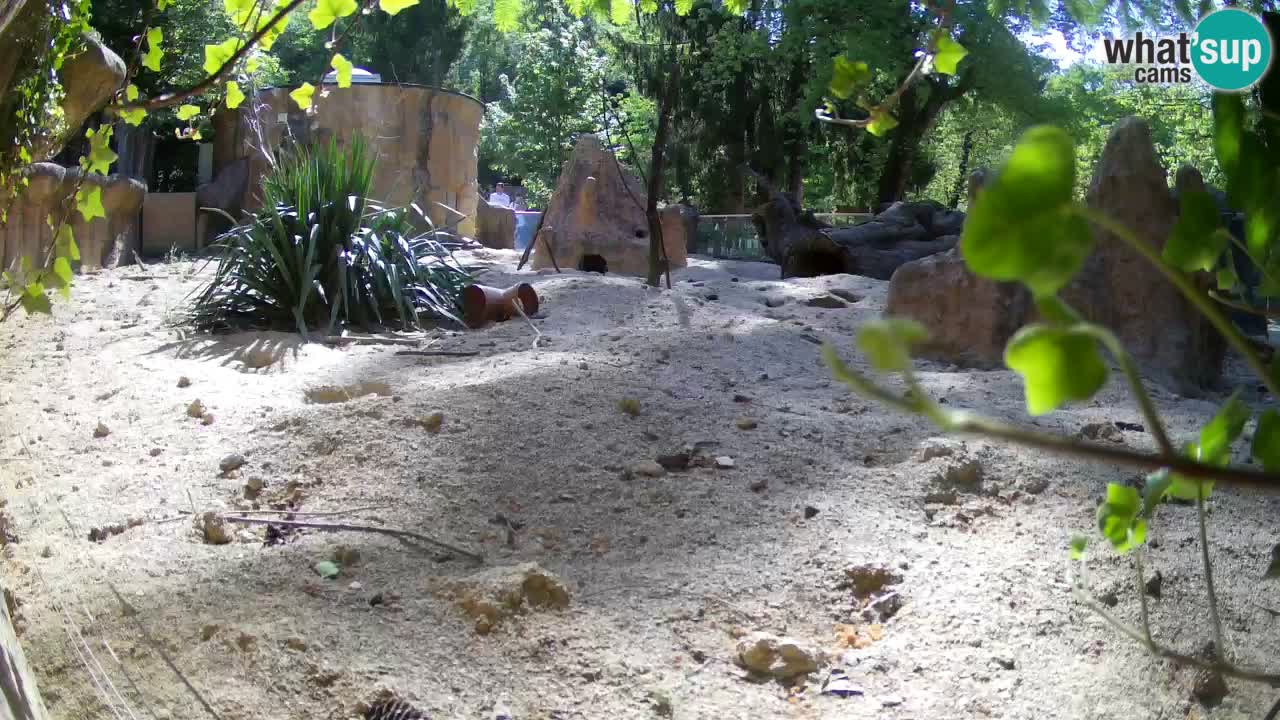 Zoo Ljubljana – Live webcam Meerkat (Suricata)