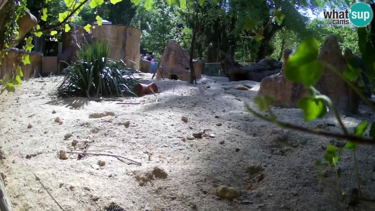 Webcam live Zoo Ljubljana – Suricata