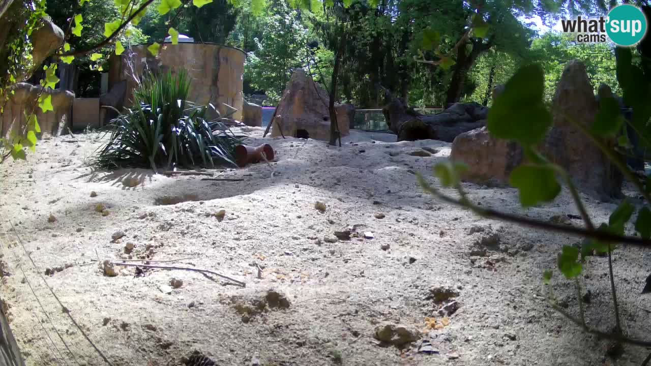 Zoo Ljubljana – Meerkat (Suricata)
