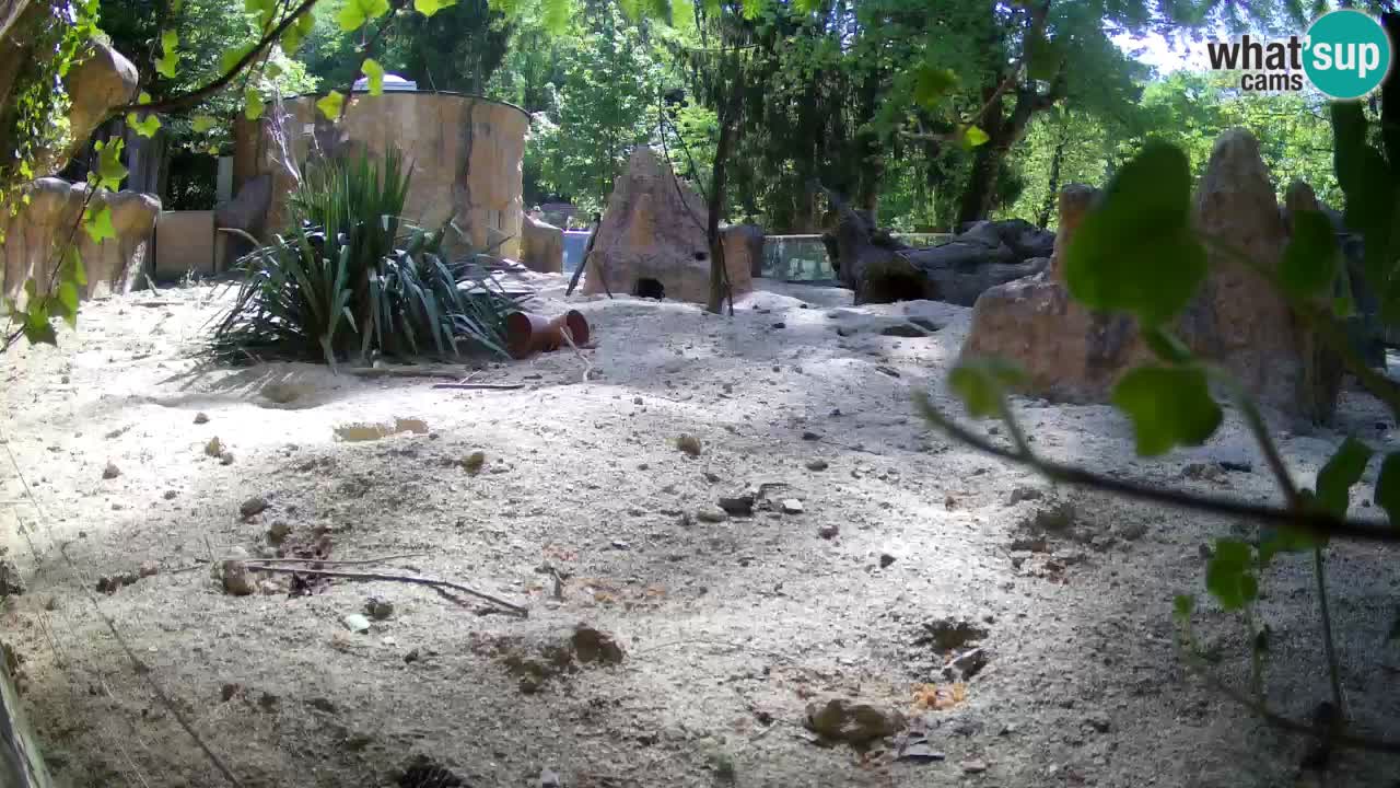 Zoo Ljubljana – Live webcam Meerkat (Suricata)