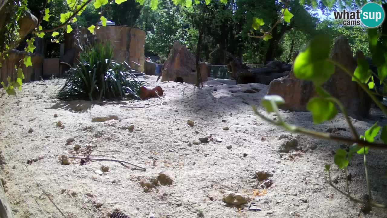 Webcam live Zoo Ljubljana – Suricata