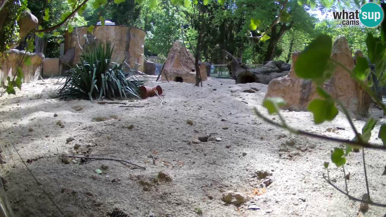 Webcam live Zoo Ljubljana – Suricata