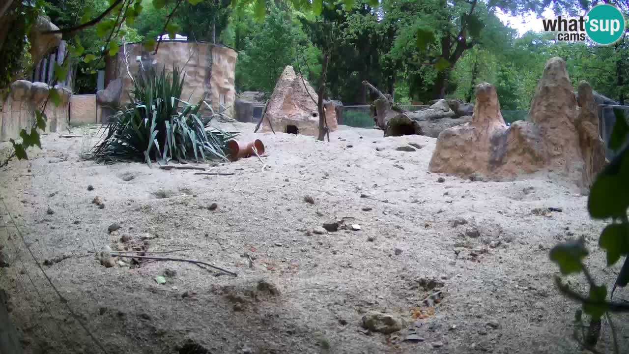 Zoo Ljubljana – Meerkat (Suricata)