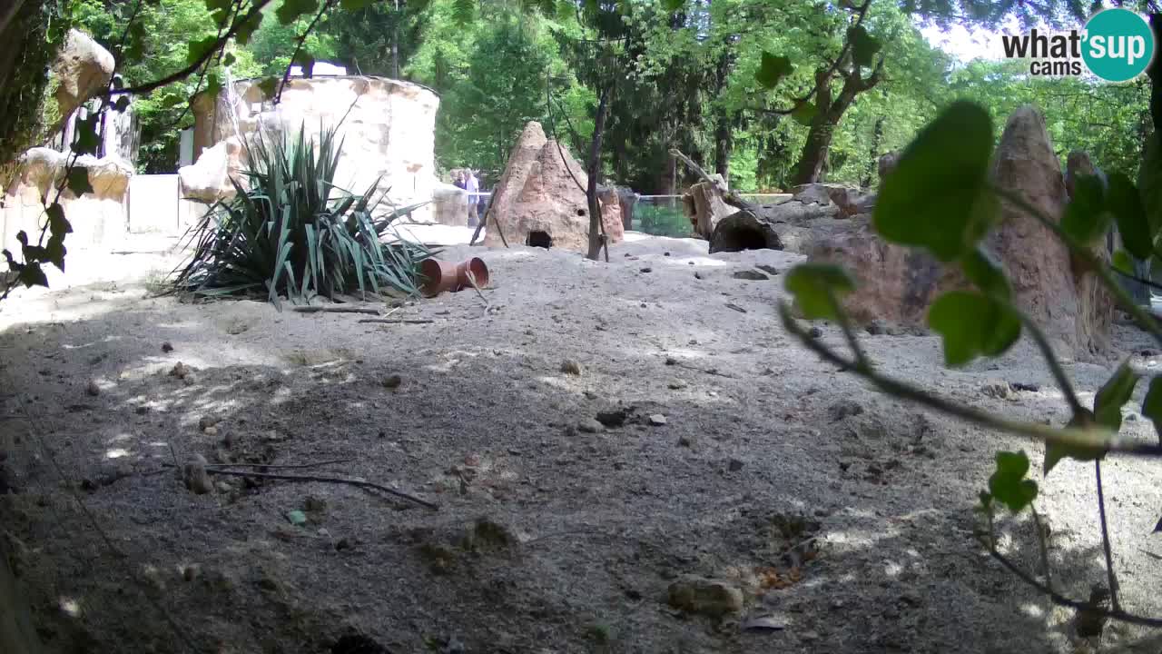 Zoo Ljubljana – Live webcam Meerkat (Suricata)