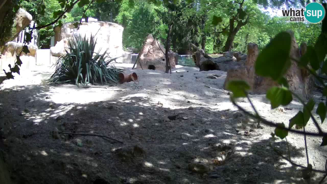 Zoo Ljubljana – Live webcam Meerkat (Suricata)