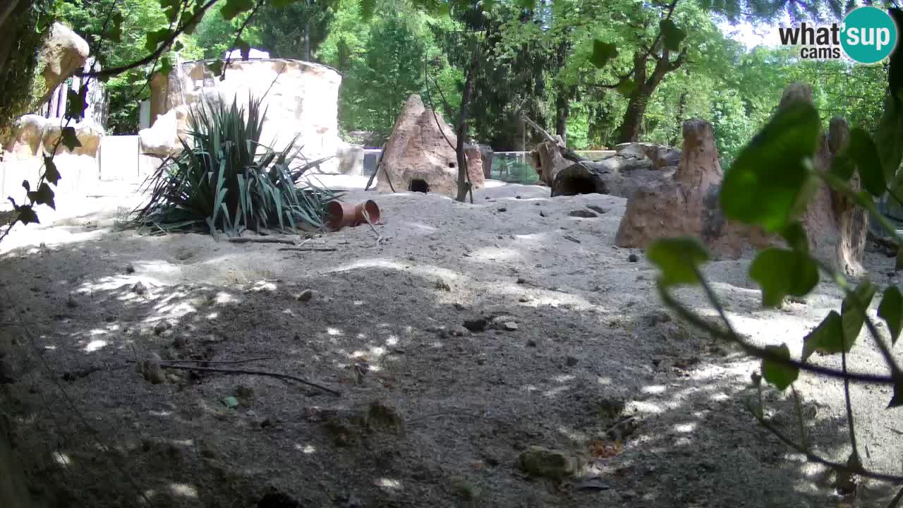 Webcam live Zoo Ljubljana – Suricata