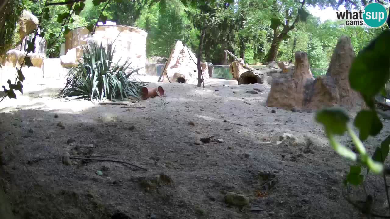 Webcam live Zoo Ljubljana – Suricata