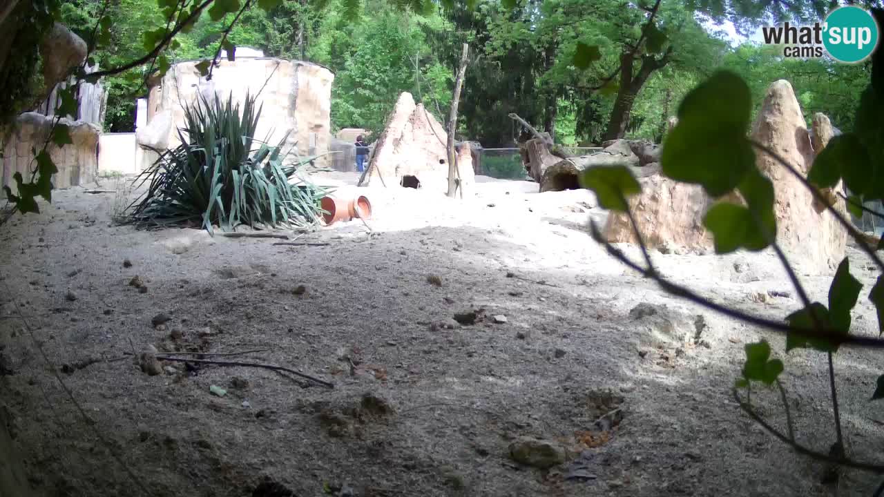 Web kamera Zoo Ljubljana – Merkat