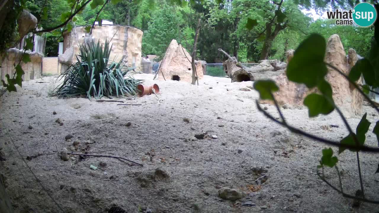 Zoo Ljubljana – Meerkat (Suricata)