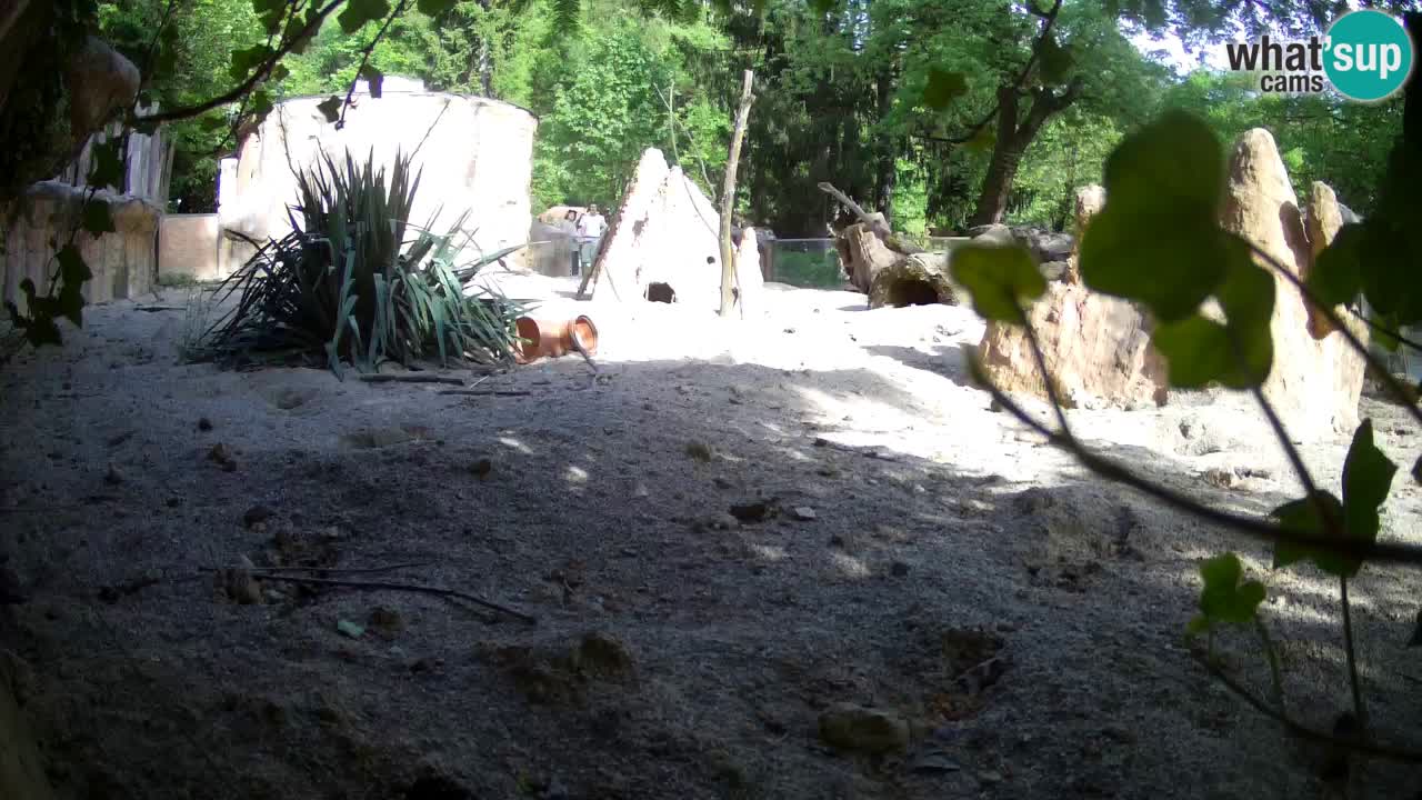 Live cam Zoo Ljubljana – Erdmännchen