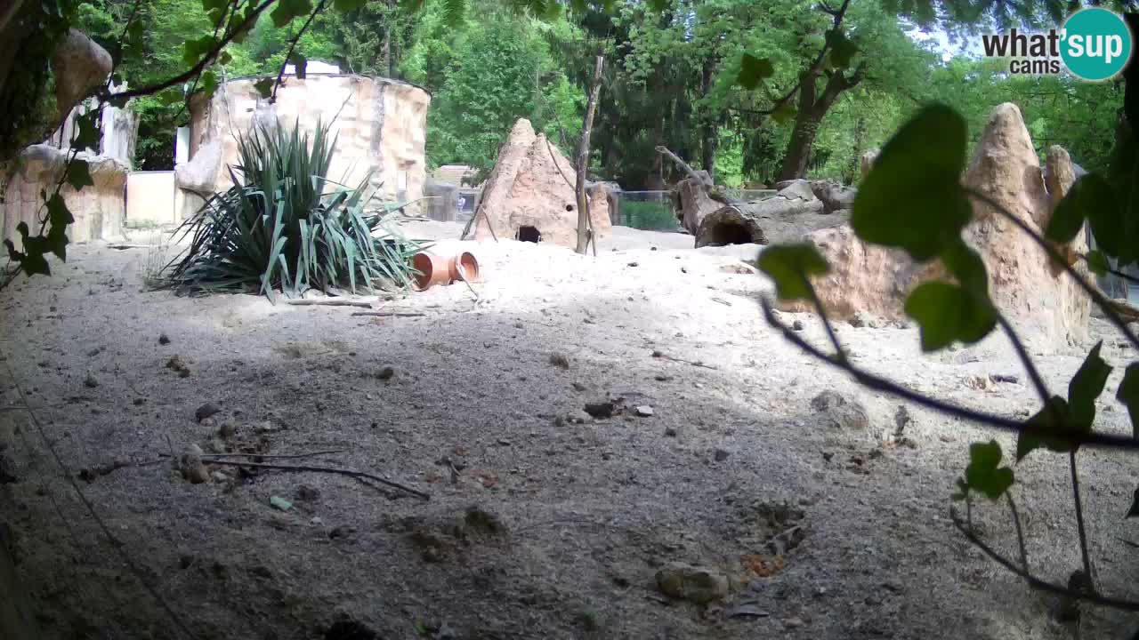 Webcam live Zoo Ljubljana – Suricata