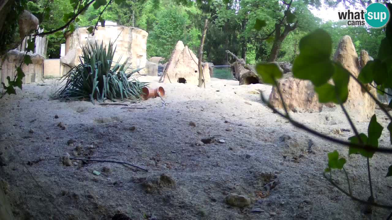 Zoo Ljubljana – Meerkat (Suricata)