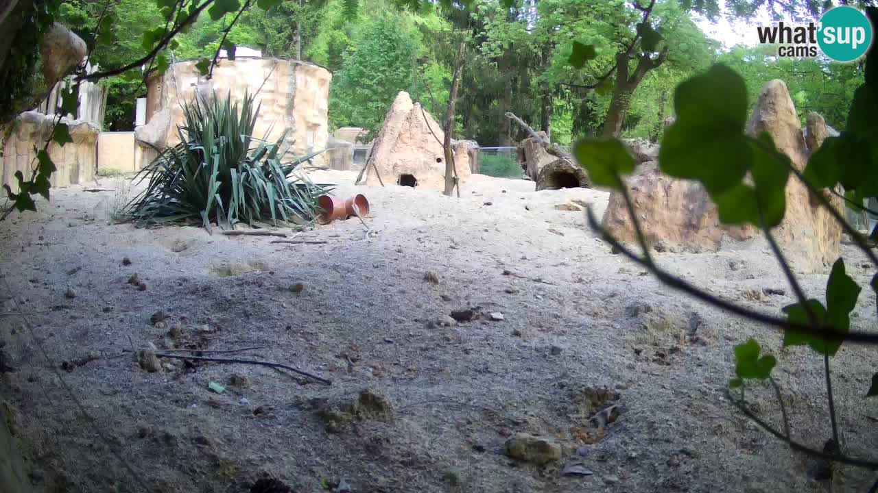 Live cam Zoo Ljubljana – Erdmännchen