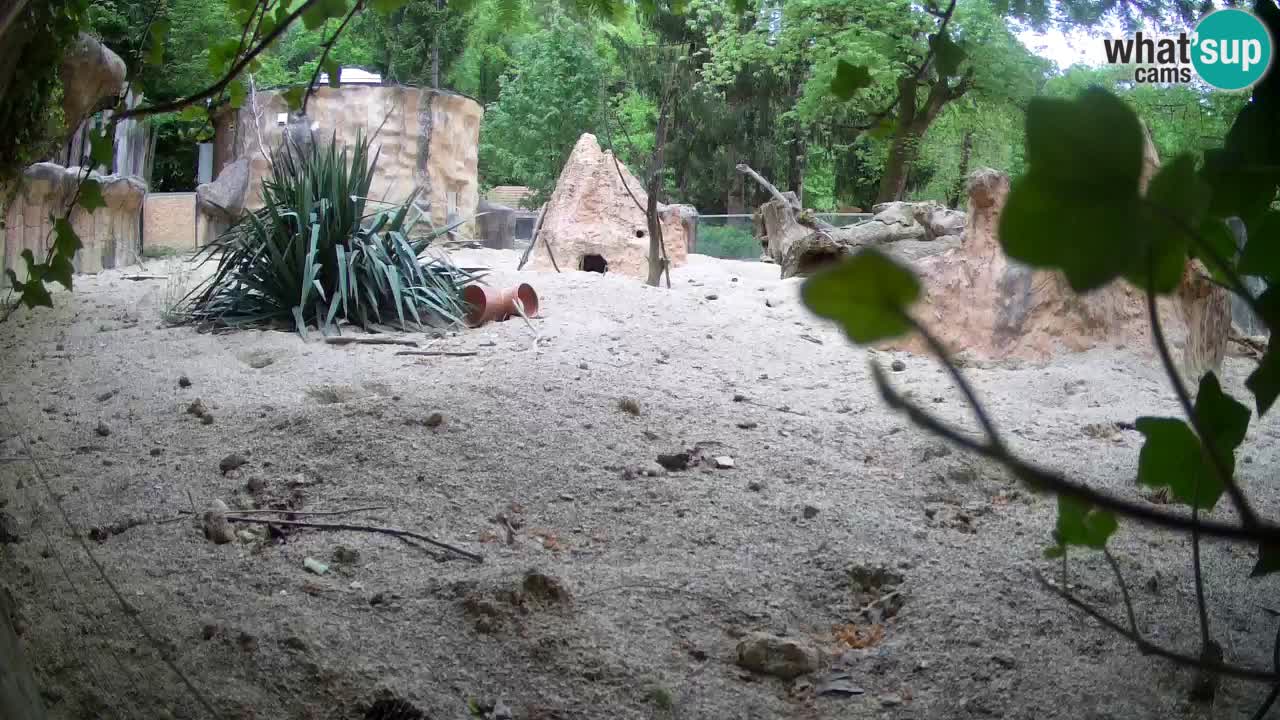 Webcam Zoo Ljubljana – Suricate
