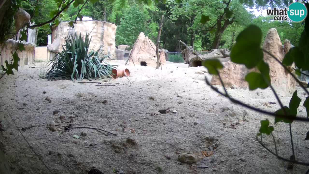 Live cam Zoo Ljubljana – Erdmännchen