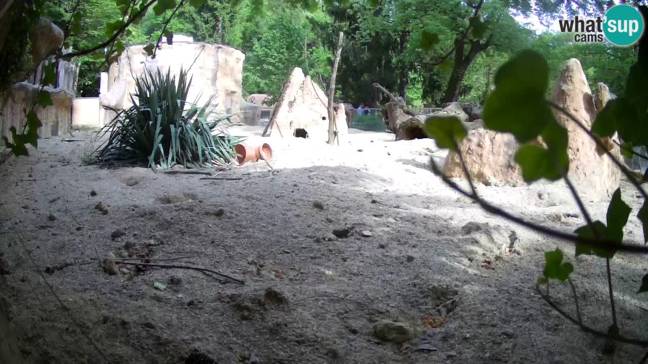 Webcam Zoo Ljubljana – Suricate