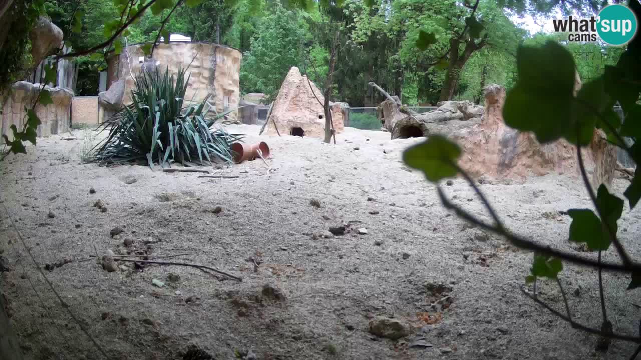 Webcam live Zoo Ljubljana – Suricata