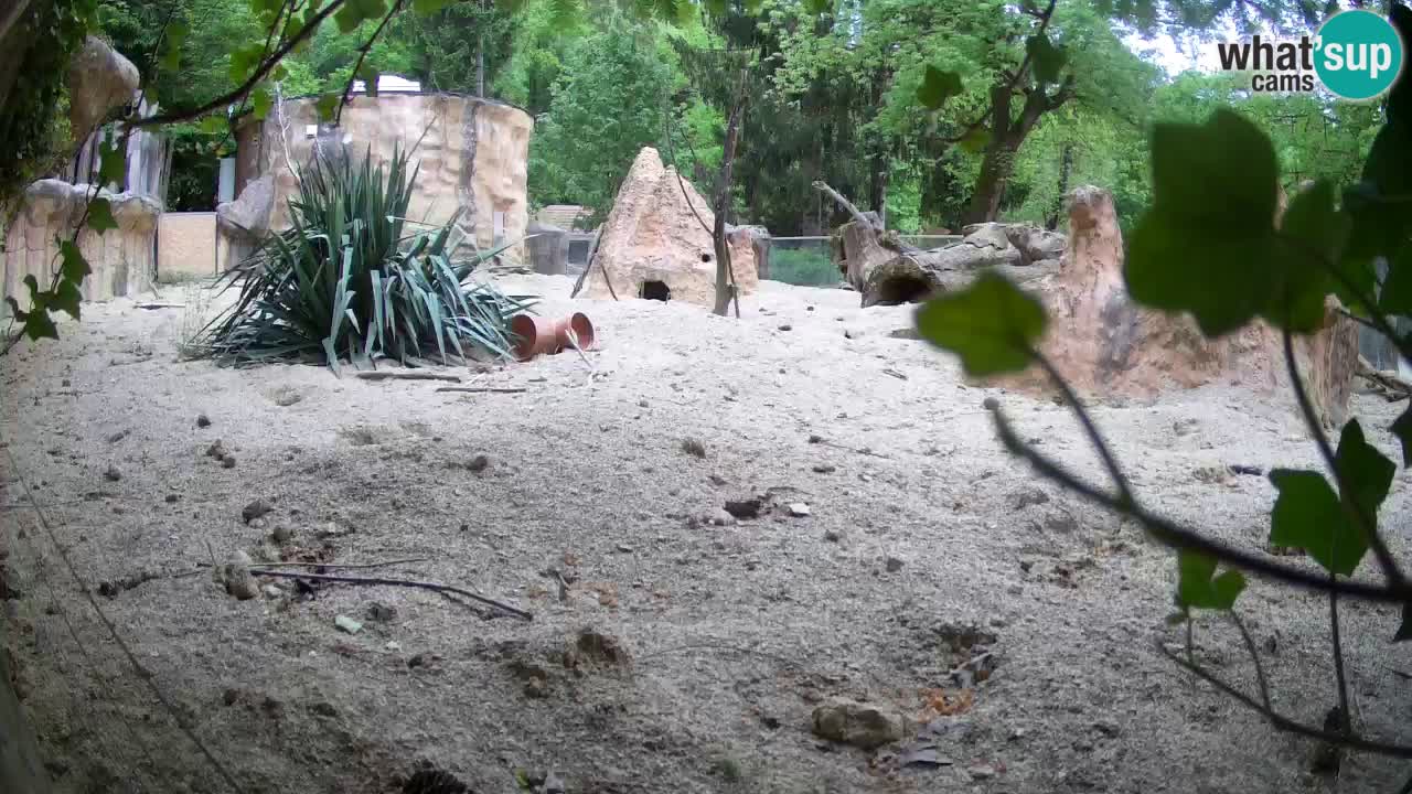Webcam live Zoo Ljubljana – Suricata