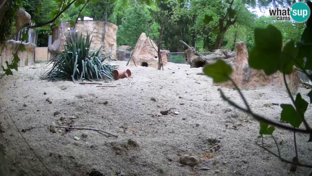 Webcam Zoo Ljubljana – Suricate
