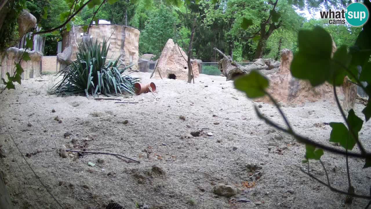 Webcam Zoo Ljubljana – Suricate