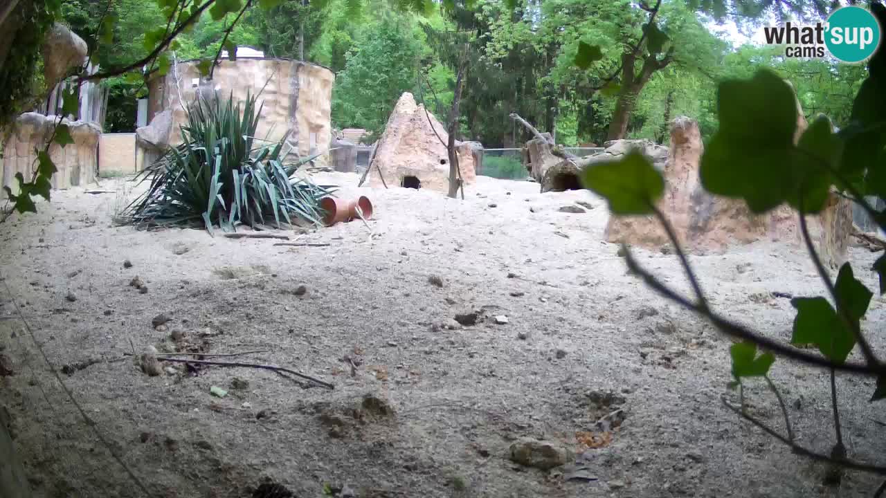 Zoo Ljubljana – Live webcam Meerkat (Suricata)