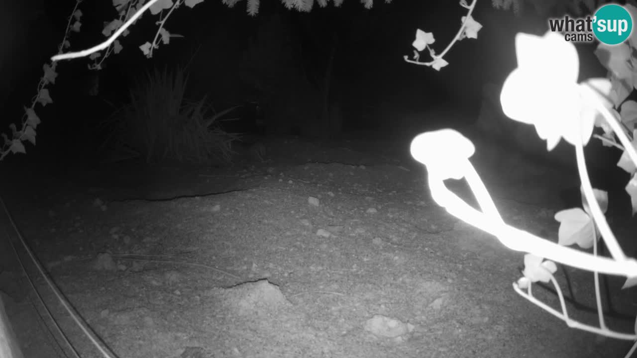 Zoo Ljubljana – Live webcam Meerkat (Suricata)