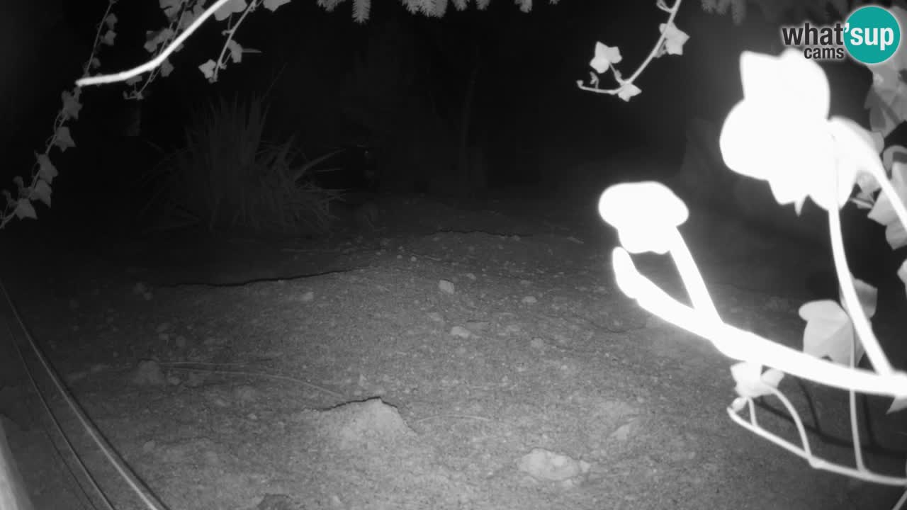 Webcam live Zoo Ljubljana – Suricata
