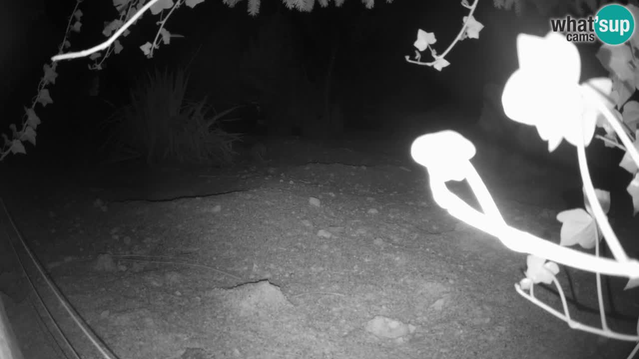 Webcam live Zoo Ljubljana – Suricata