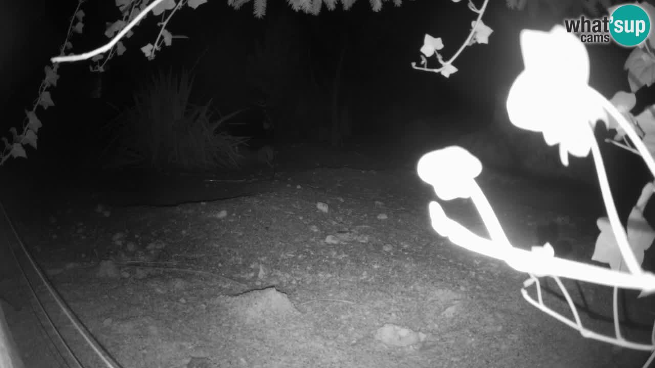 Webcam live Zoo Ljubljana – Suricata